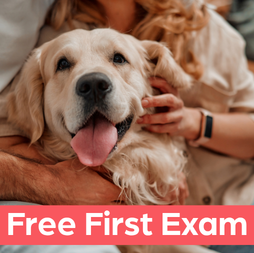 Golden Retriever - bonding with Pet Parent Free First Exam