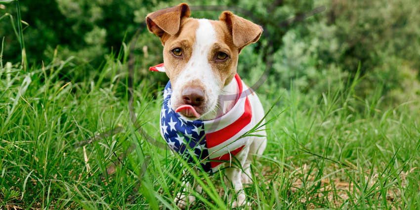 Fourth of July Pet Safety