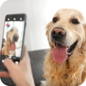 Golden retriever on telehealth video call for virtual pet consultation at clinic Plainsboro, NJ!!!!!