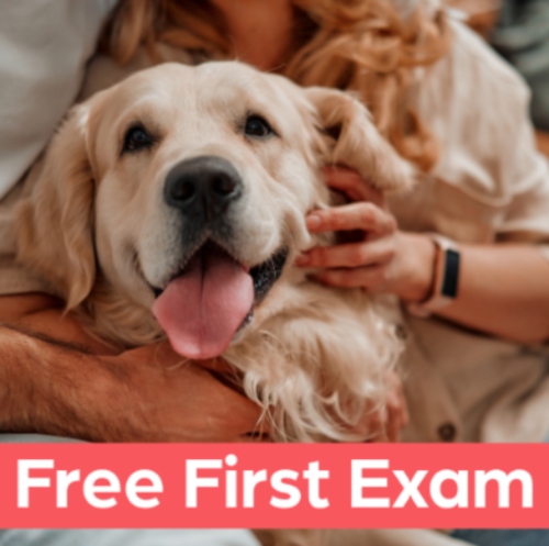 Golden retriever receiving veterinary care during first exam at local animal hospital Plainsboro, NJ